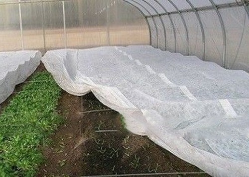 comprar Tejido no tejido para la agricultura moderna 100-600 mm Ancho 0,5-1,5 mm espesor online manufacture