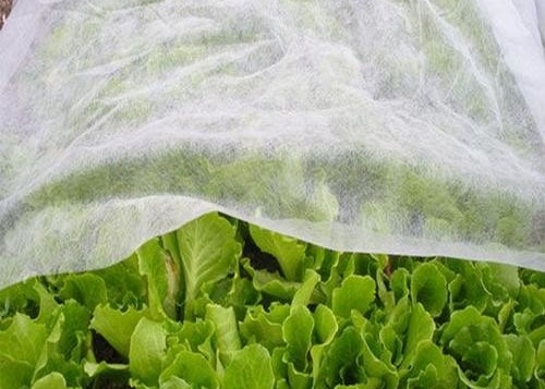 comprar PP Tejidos no tejidos Anticongelantes Prevención de insectos para la agricultura online manufacture