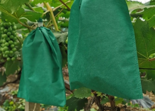 comprar Bolsas de cubierta de tejido no tejido para protección de primera calidad para el cultivo de plátanos online manufacture