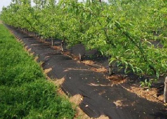 comprar Verde negro no tóxico de la tela del control de malas hierbas de la tela de la agricultura de la cubierta de tierra/del paisaje online manufacture