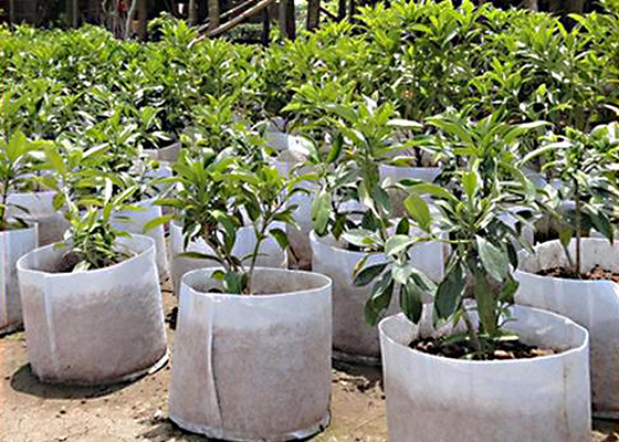 comprar Polipropileno biodegradable 100% del pajote del paisaje de la tela del control de malas hierbas de la cubierta de tierra online manufacture
