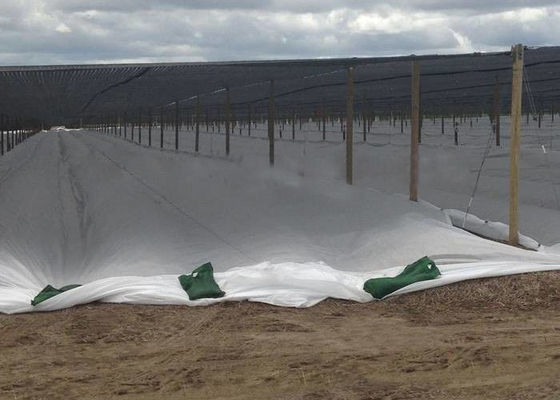 comprar Tela no tejida degradable de los PP, resistente ULTRAVIOLETA de la tela de tierra del control de malas hierbas de la cubierta de la planta online manufacture