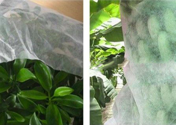 comprar Buena tela resistente al hielo venenosa no- no tejida de la tela de la agricultura de la transparencia online manufacture