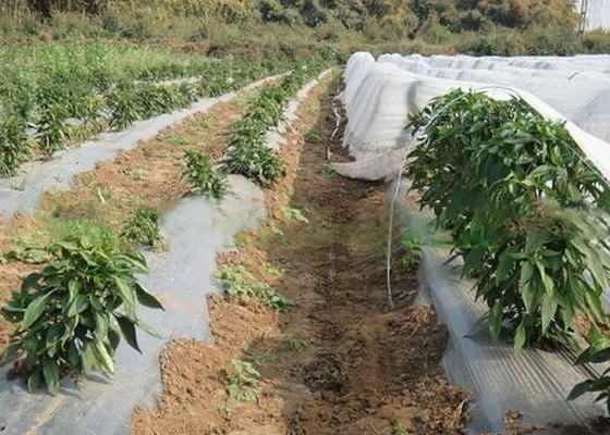 comprar OEM no tóxico no tejido vegetal del peso ligero de la tela de la agricultura de la cubierta disponible online manufacture