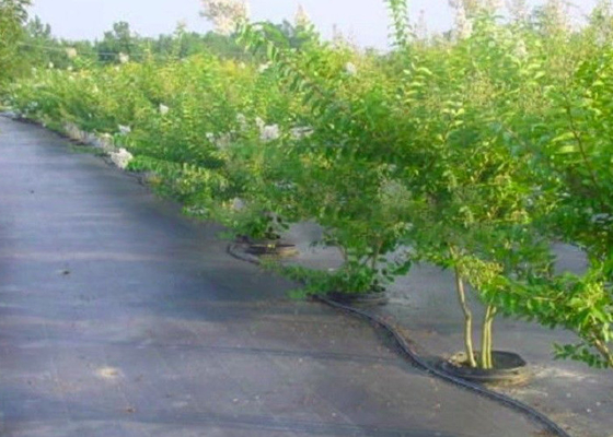 comprar Color no tejido profesional de la tela de la agricultura modificado para requisitos particulares para la estera del control de malas hierbas online manufacture