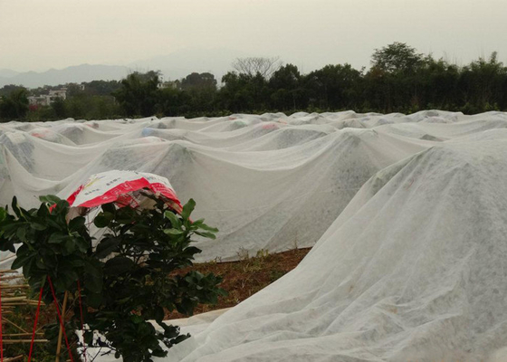 comprar Control de malas hierbas tratado ULTRAVIOLETA no tejido impermeable del rollo el 4% de la tela de la agricultura online manufacture