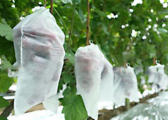 comprar Moho anti no tóxico el 1% - el 4% 300g/M2 tratado ULTRAVIOLETA de la tela no tejida de la agricultura online manufacture