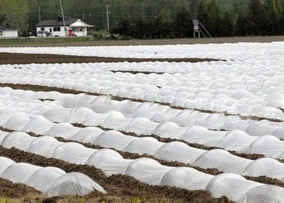 comprar Tela no tejida amistosa de la agricultura de Eco con OEM/el ODM tratados ULTRAVIOLETA del 1% - del 4% disponible online manufacture