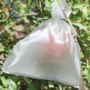 comprar Moho anti 300g/M2 de la tela no tejida de la agricultura de la alta tensión ISO14000 online manufacture