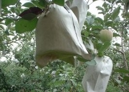 100% de tejido no tejido de PP ancho 10-320 cm para bolsas de frutas Mantenerse caliente