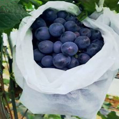 Vendiza Banano Agricultura Manos de frutas no tejidas Respirantes para bolsas de envase
